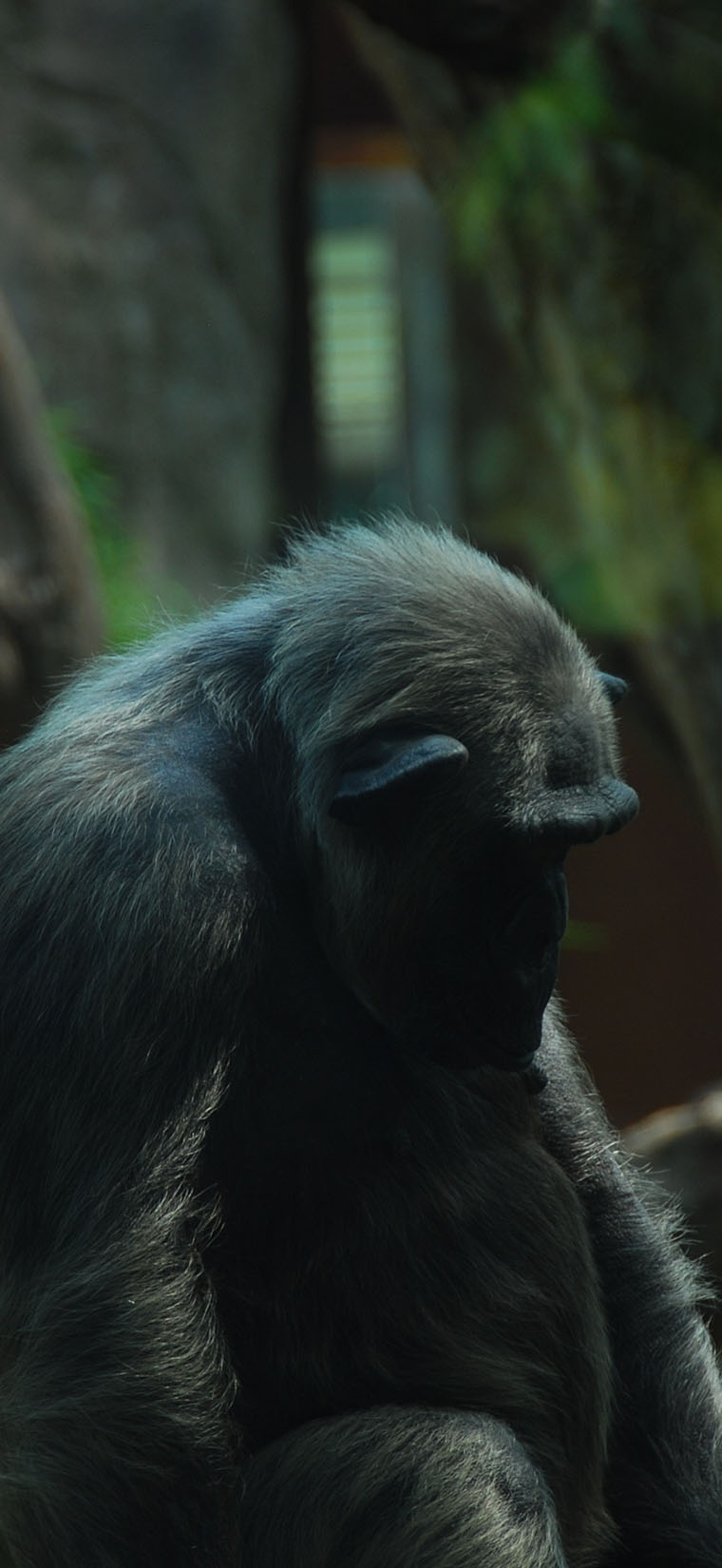 Congo Gorilla Trekking