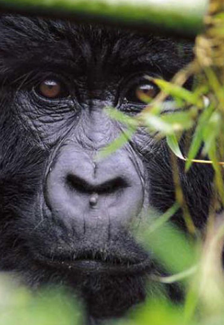 Gorilla Safaris Africa