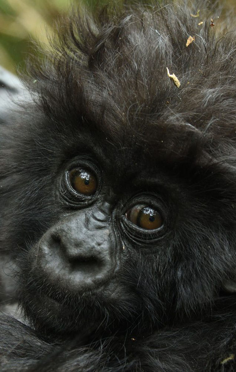 Africa Gorilla Tours