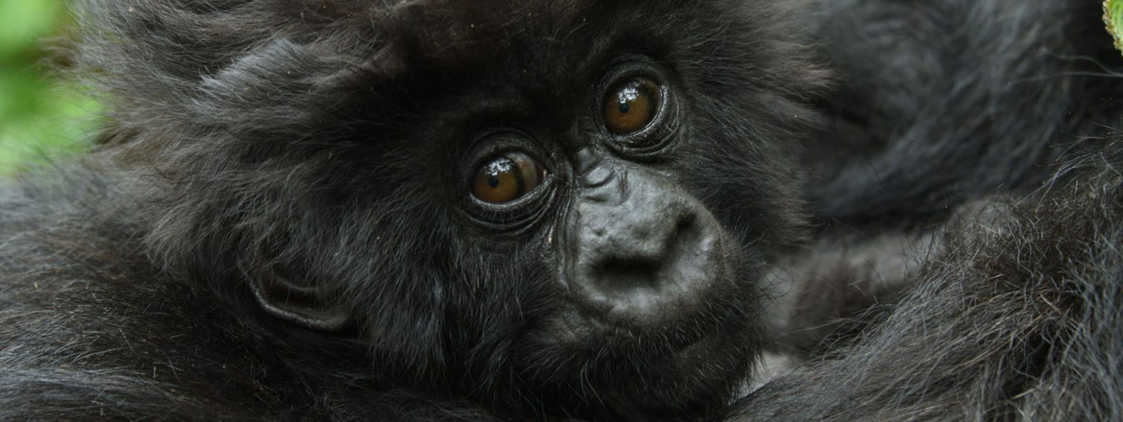 Gorilla Trekking Congo