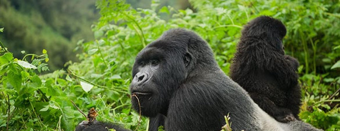 2 Days Gorilla Safari Rwanda