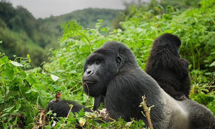 2 Days Gorilla Safari Rwanda