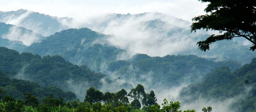 2 Days Kigali to Bwindi Gorilla Trekking