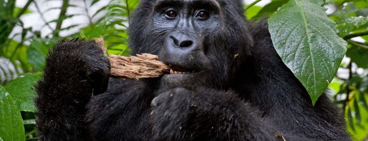 3 Days Congo Gorilla Safari to Virunga NP