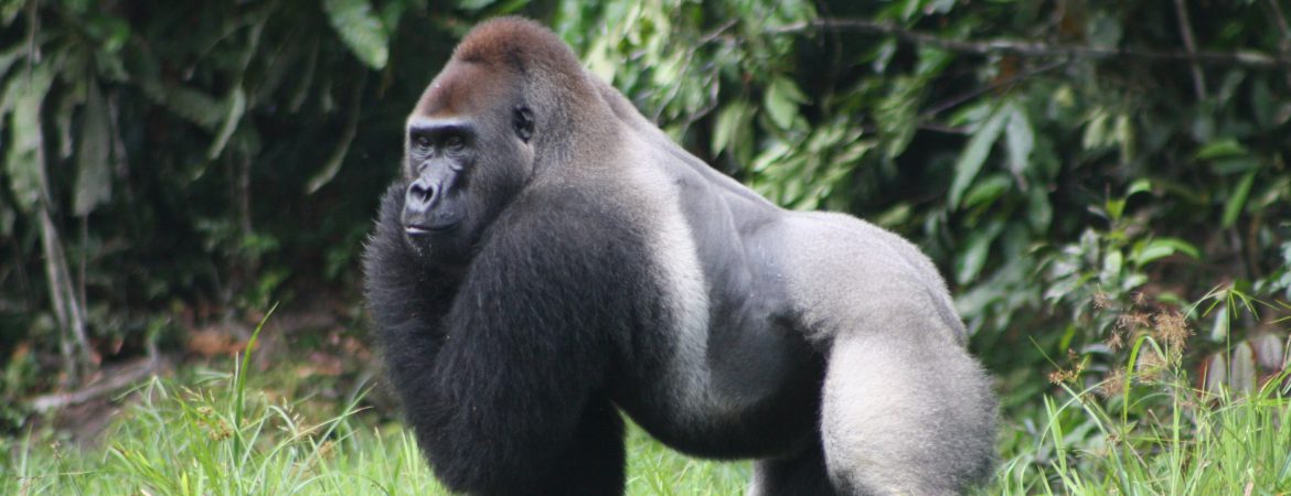 3 Days Lowland Gorilla Trekking Congo