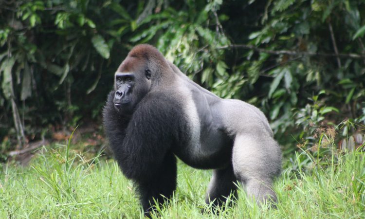 3 Days Lowland Gorilla Trekking Congo