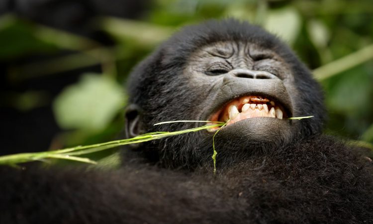 3 Days Mgahinga Gorilla Safari Uganda