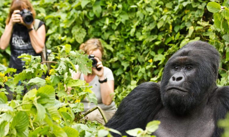 3 Days Rwanda Gorilla Safari in PNV