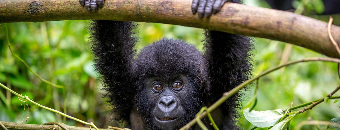 3 Days Uganda Gorilla Safari to Bwindi