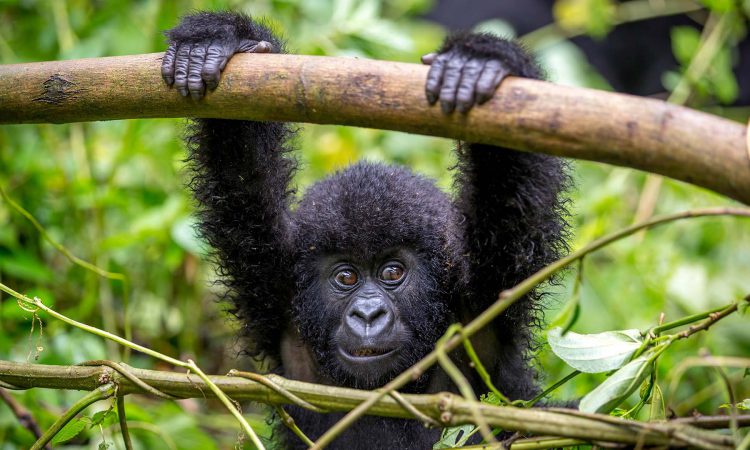 3 Days Uganda Gorilla Safari to Bwindi
