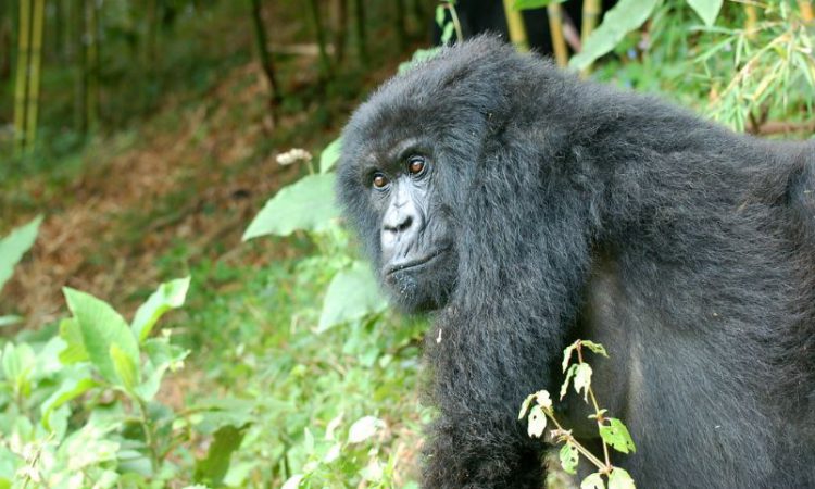 4 Days Double Gorilla Trekking Bwindi