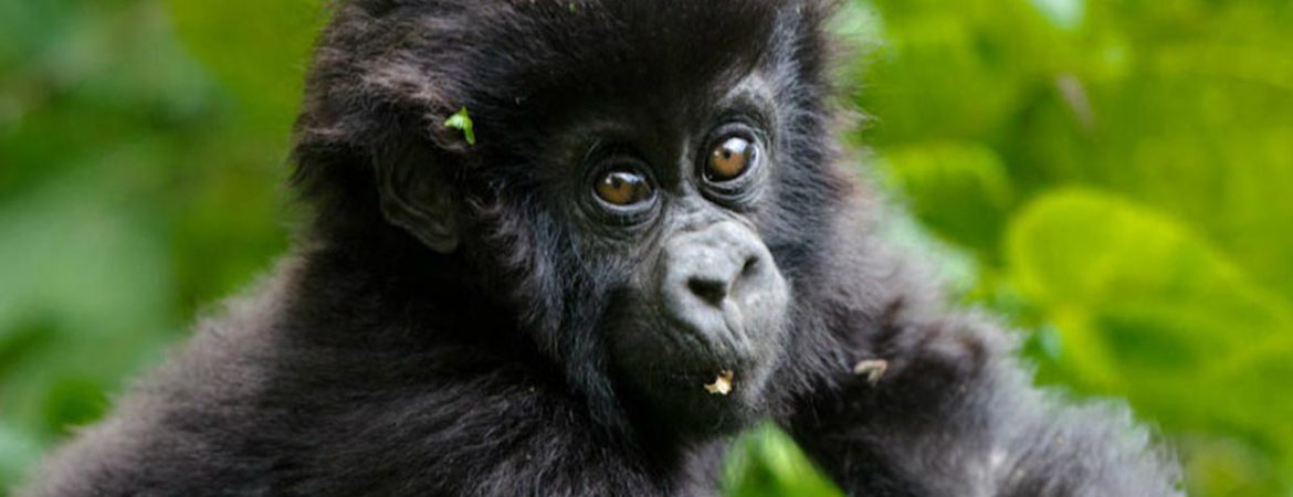 4 Days Double Gorilla Trekking Bwindi & Mgahinga