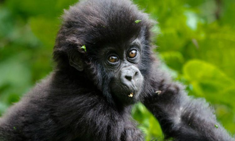 4 Days Double Gorilla Trekking Bwindi & Mgahinga