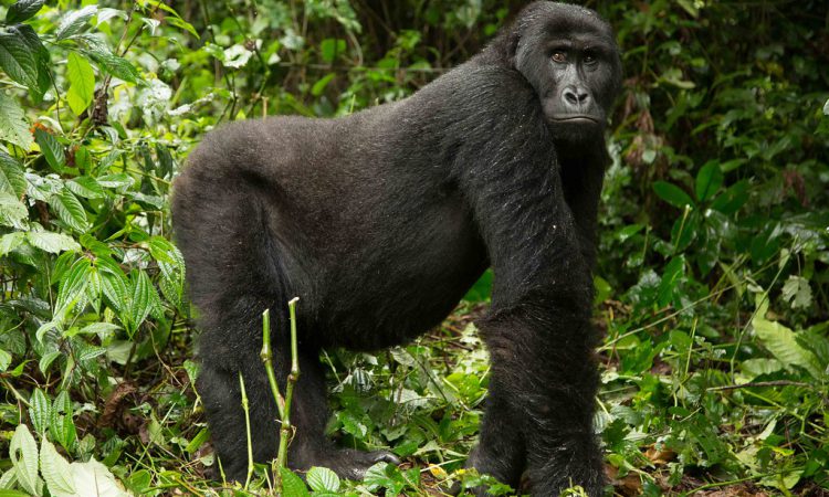 5 Days Congo Gorilla Special