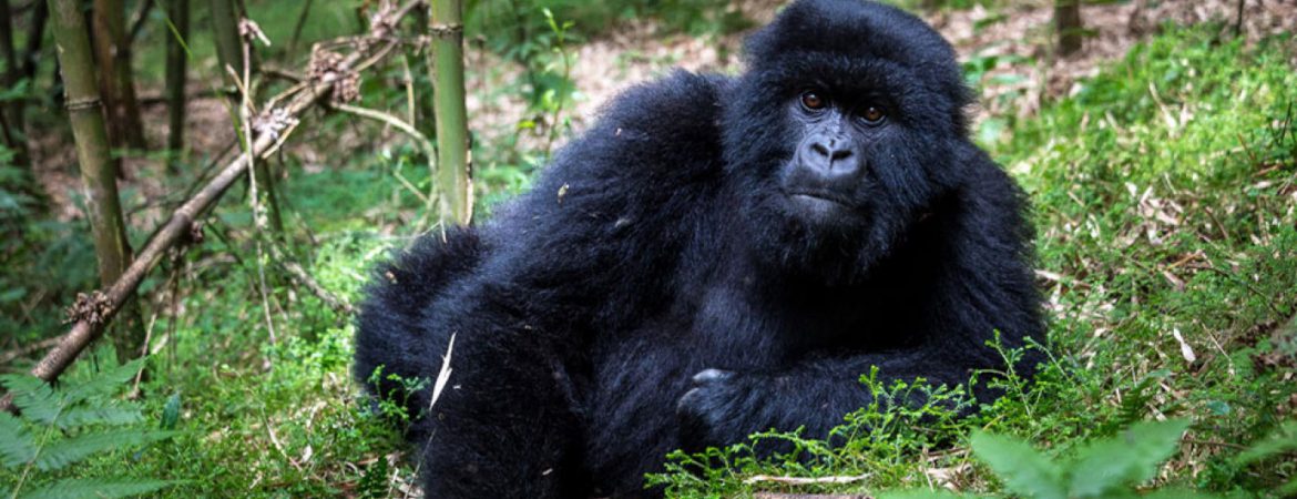 what to do when a gorilla charges at you