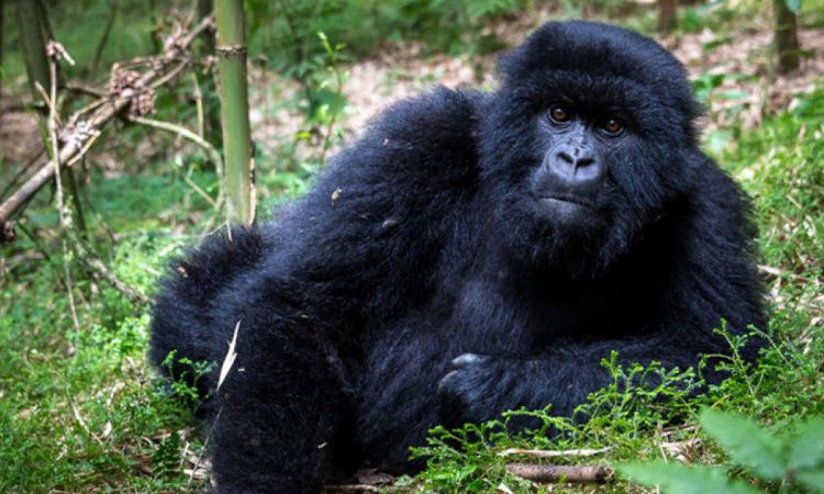 what to do when a gorilla charges at you
