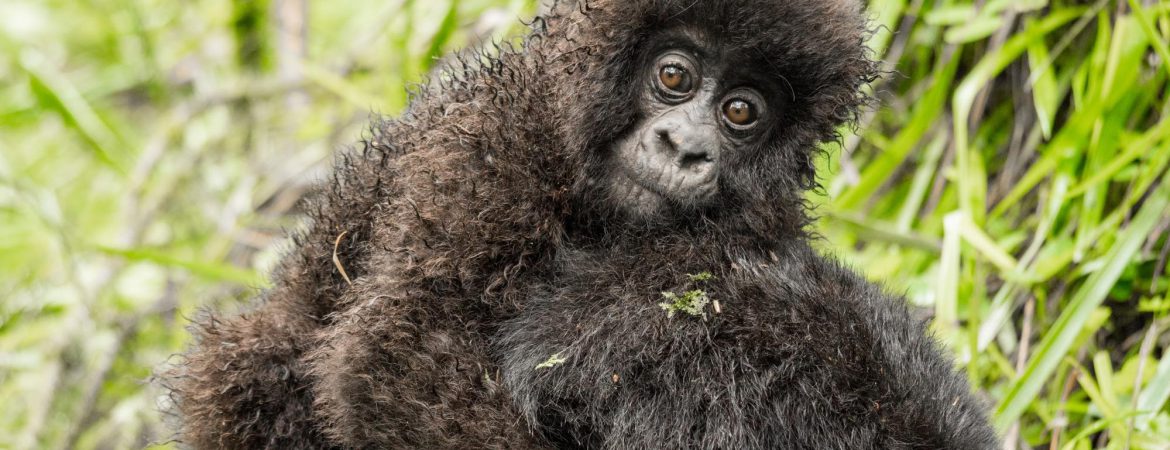 7 Days Combined Gorilla Circuit Safari