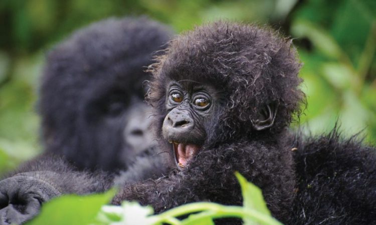 7 Days Rwanda Primates & Wildlife Safari