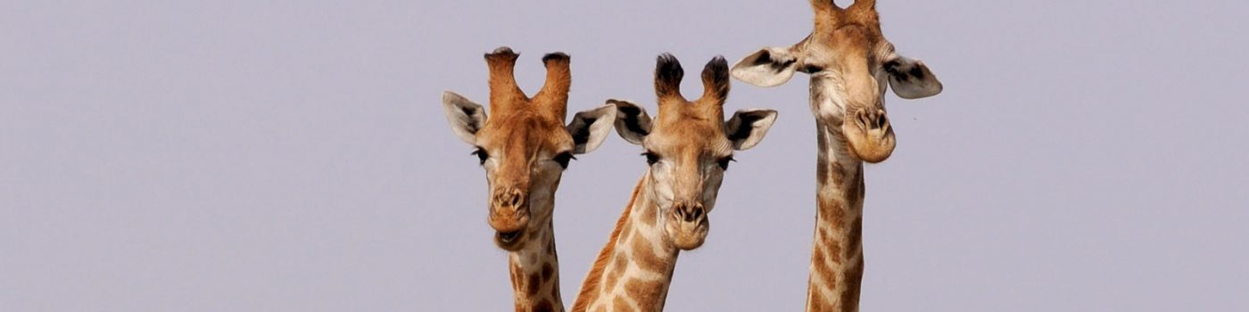 Book Gorilla Trekking Tours Now