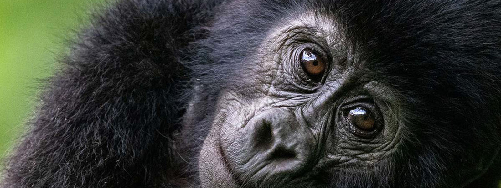 Uganda Gorilla Tours