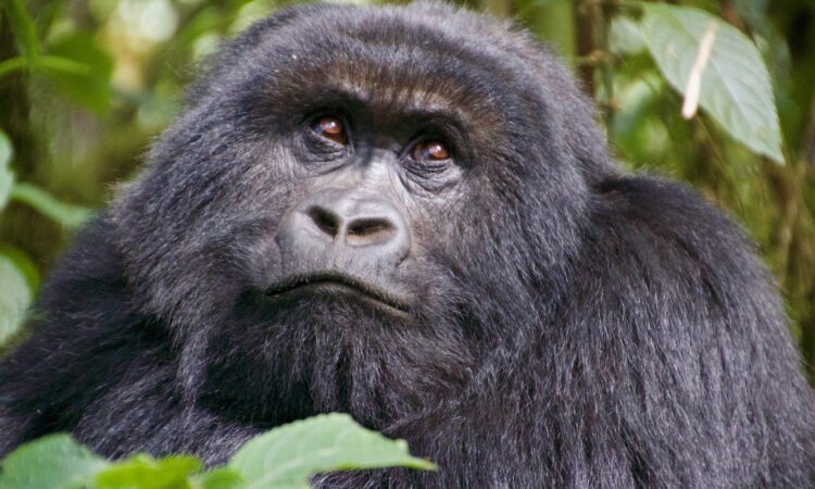 16-days-uganda-primate-safari