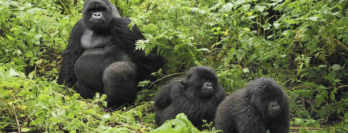 Mountain gorillas