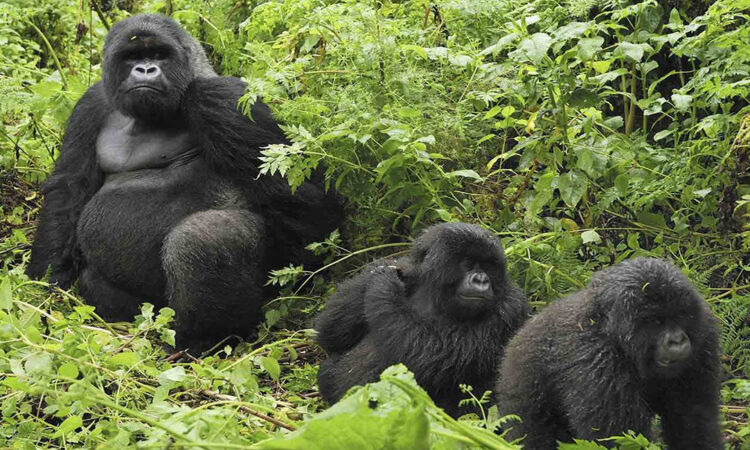 Mountain gorillas