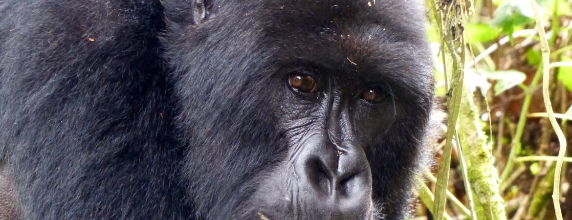 Agashya Gorilla Family
