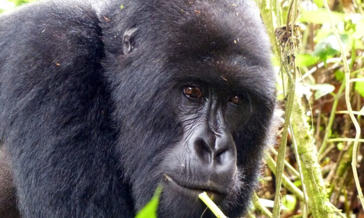 Agashya Gorilla Family