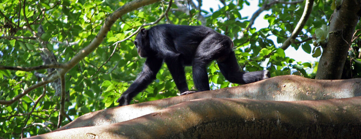 Budongo Forest