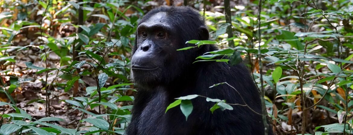 Chimpanzee Habituation Experience in Uganda