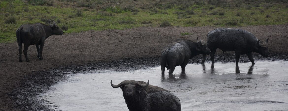 Crater Lakes in Queen Elizabeth National Park
