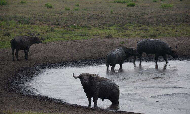Crater Lakes in Queen Elizabeth National Park