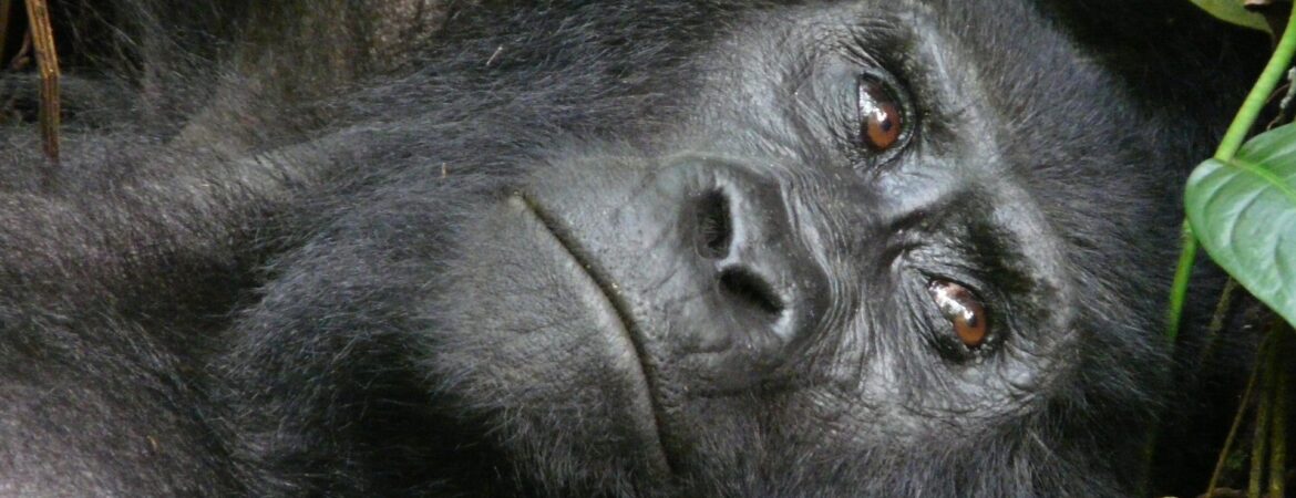 Do Gorillas Drink Water