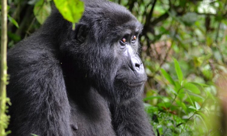 Do-gorillas-eat-humans