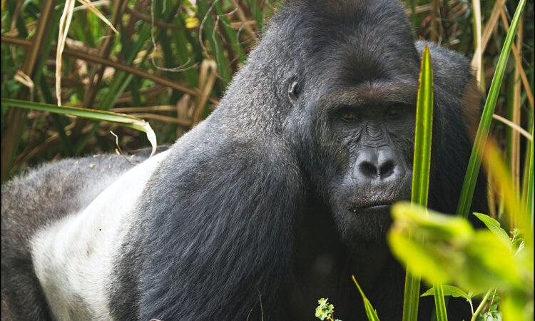Lowland gorillas in D.R. Congo