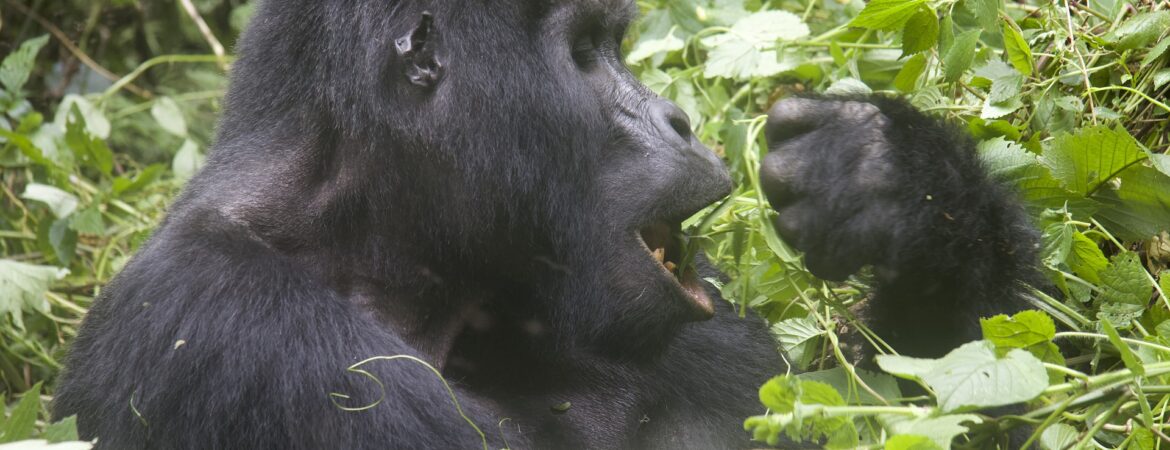 Gorilla Defense Mechanisms