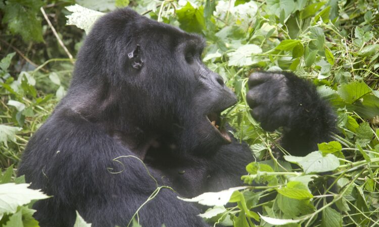 Gorilla Defense Mechanisms
