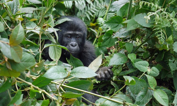 Gorilla Habituation experience in Uganda