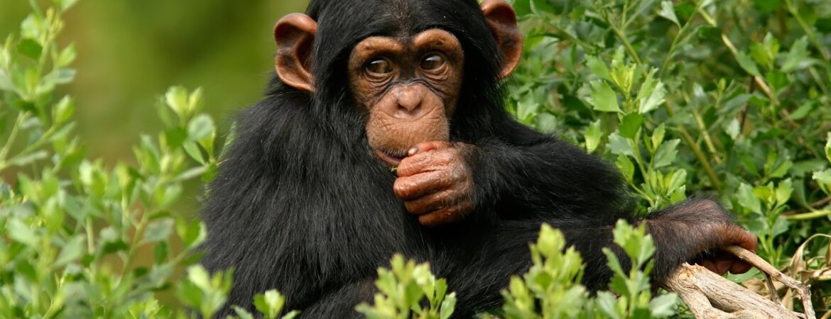 Ngamba Island Chimpanzee Sanctuary