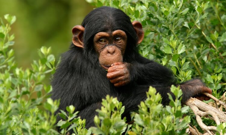 Ngamba Island Chimpanzee Sanctuary