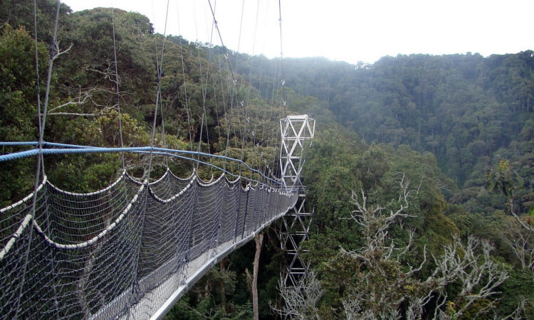 canopy walk in Nyungwe national park