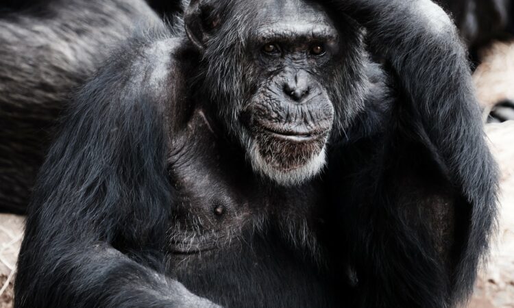 chimpanzee adaptations