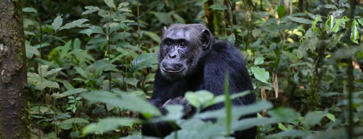 Chimpanzee Trekking Destinations in Uganda