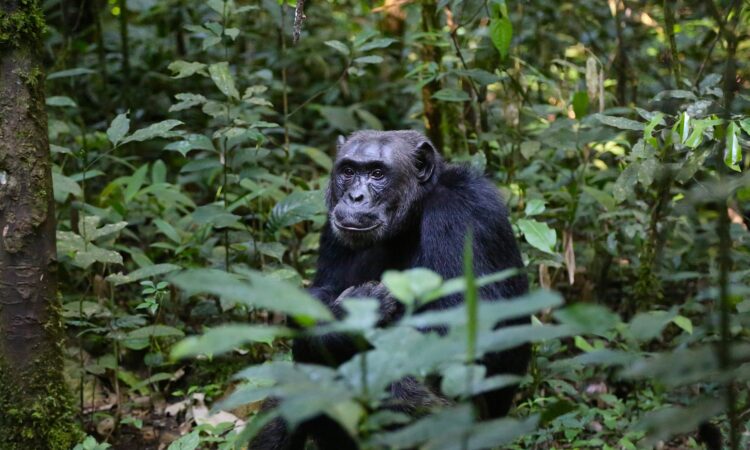 Chimpanzee Trekking Destinations in Uganda