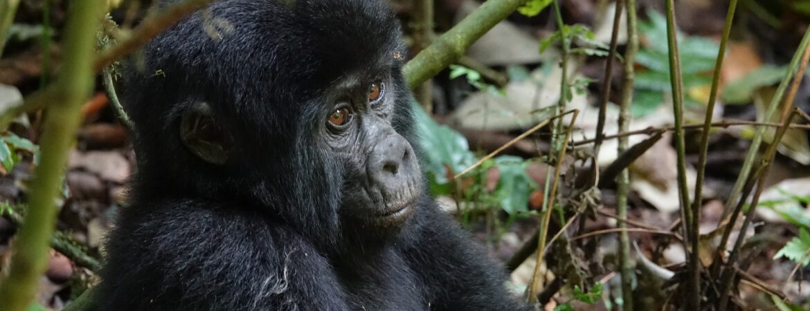 Interesting Facts about Gorillas