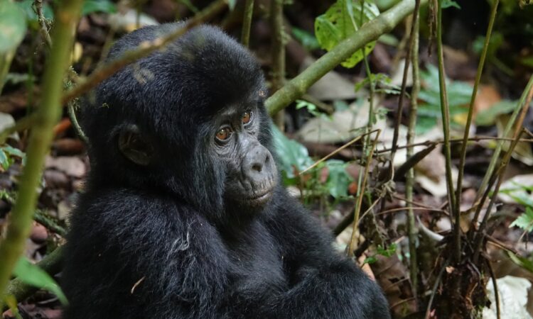 Interesting Facts about Gorillas