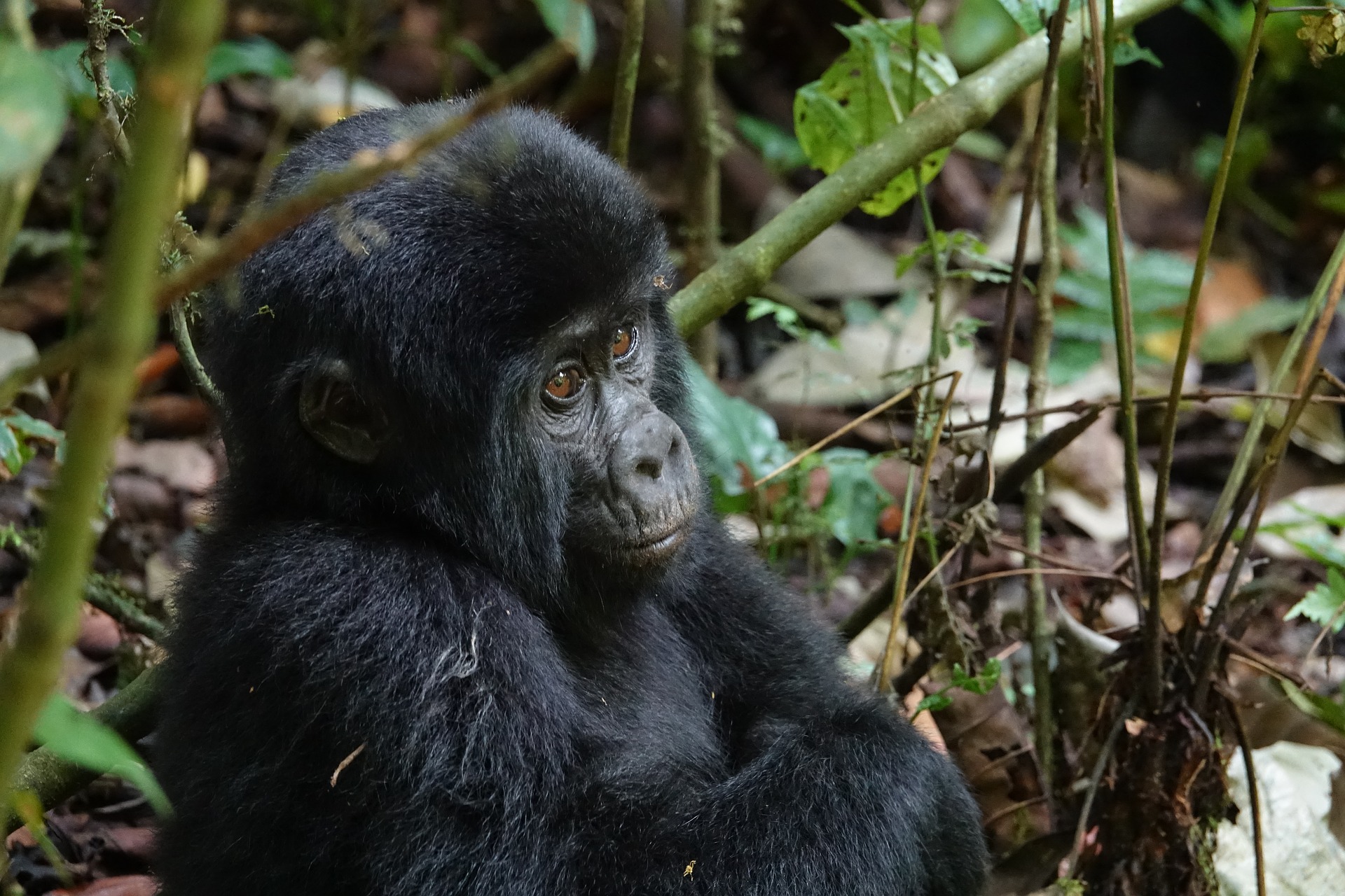 Interesting Facts about Gorillas - Gorilla Africa Safaris