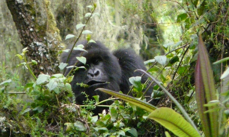 mountain-gorilla-behavior