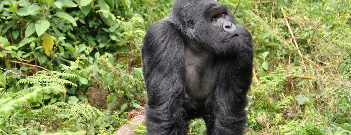 silverback-gorillas